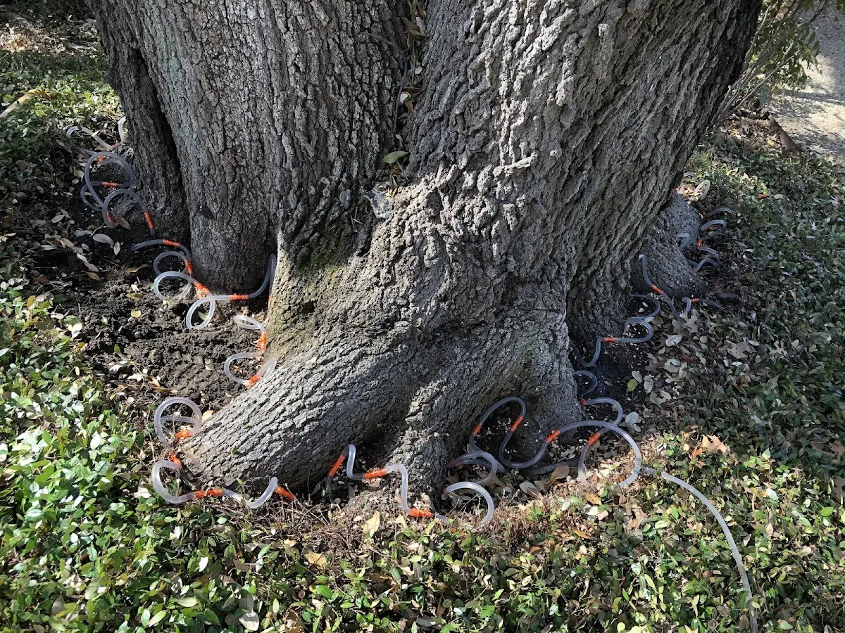 Detailed Tree Cabling and Bracing job site in Garland