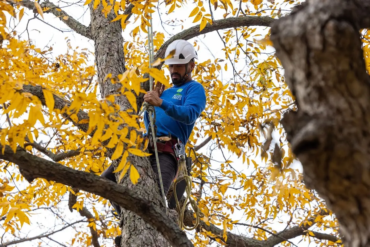 Skilled Tree Planing crew working in Garland
